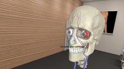 
The VR anatomy system provides detailed views of the entire human body from various angles.
