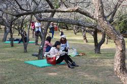 Admiring spring blossoms is a time-honored tradition throughout East Asia.