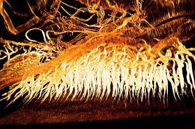  The tracheal system of a firefly as seen through synchrotron phase contrast micro tomography and transmission X-ray microscopy.