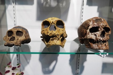  Models of skulls classified as Australopithecus africanus, neanderthal, and modern human.