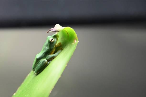 
Moltrecht’s green tree frog (Rhacophorus moltrechti), which is endemic to Taiwan.