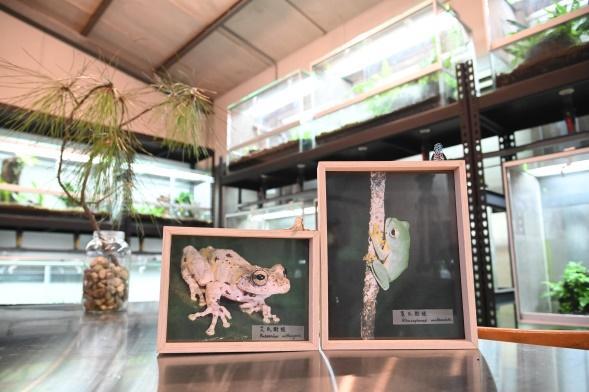 
The Frog House is already home to several native frog species.