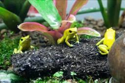 
Golden dart frogs (Phyllobates terribilis) at the Frog House.