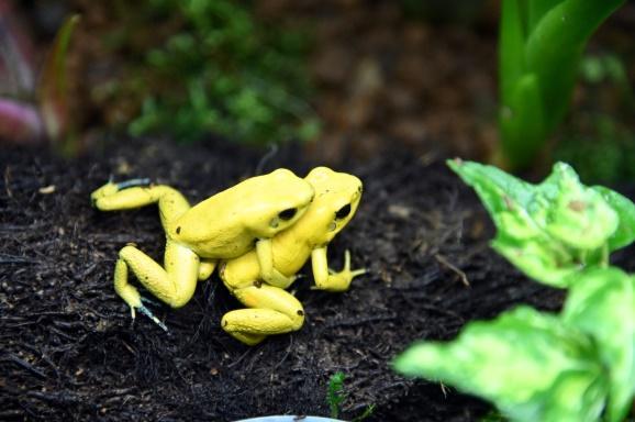 
The South American poison dart frogs at the Frog House have already reproduced.