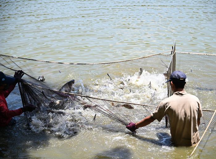 So far over one metric ton of fish have been removed from the lake, including bighead carp, variegated carp, silver carp, and African carp.