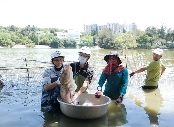 Vice president for general affairs Yan Dung-yung (顏東勇) (left) holding up a bighead carp more than a meter long.