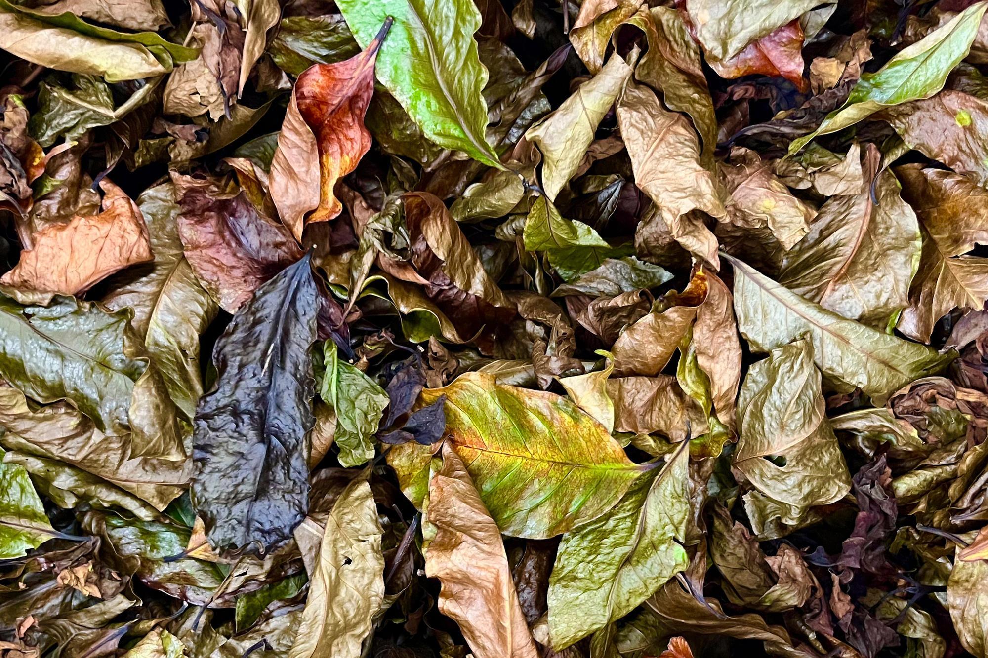 The NTHU team assists M'utu farmers in developing unique products by turning coffee leaves into tea.