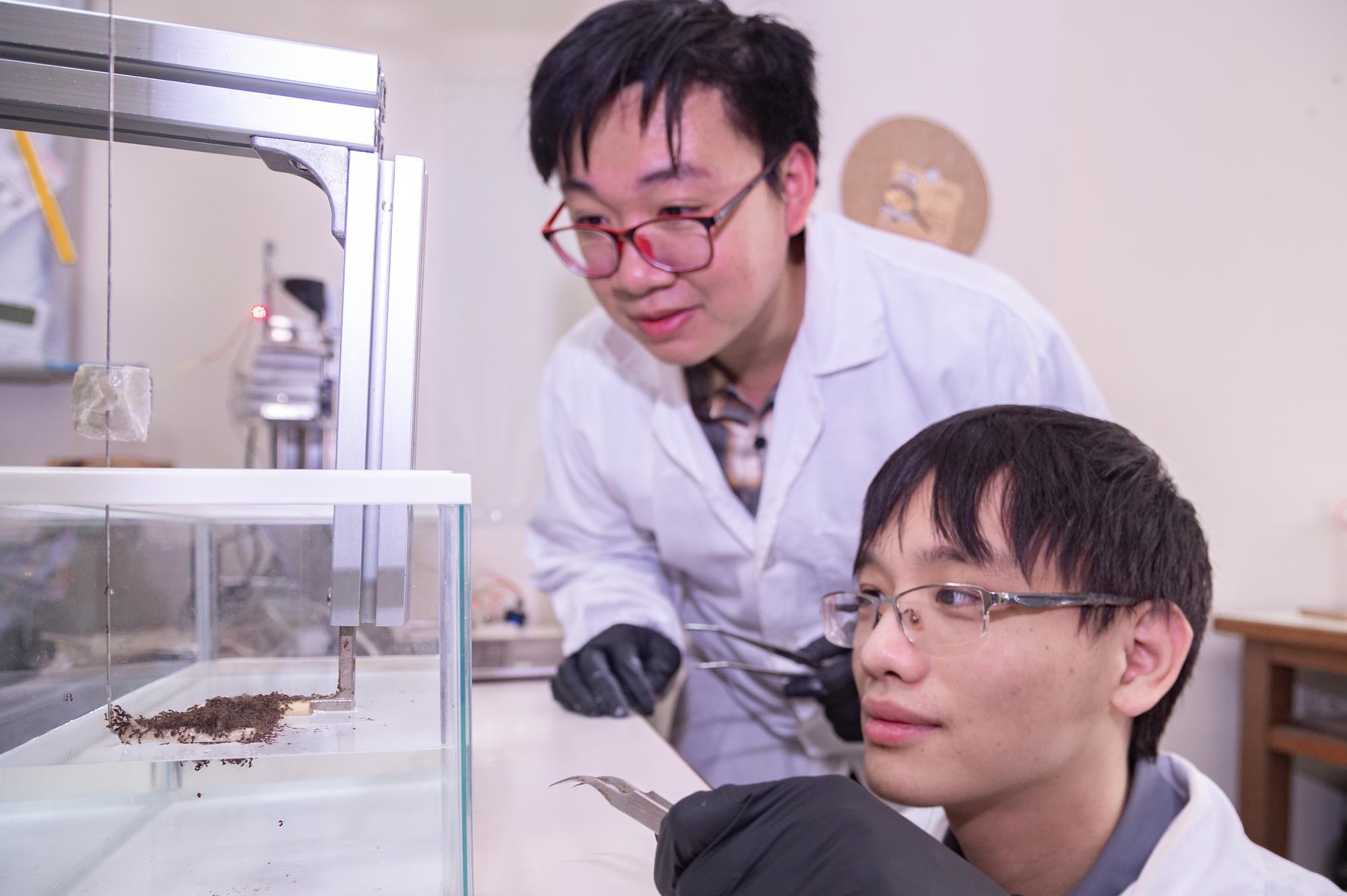 Ph.D. student Chung-Hao Chen (陳中皓) (left) and Master's student Ting-Heng Hsieh (謝廷珩) (right), from the Department of Physics at NTHU, observe fire ants rafting on the water's surface.