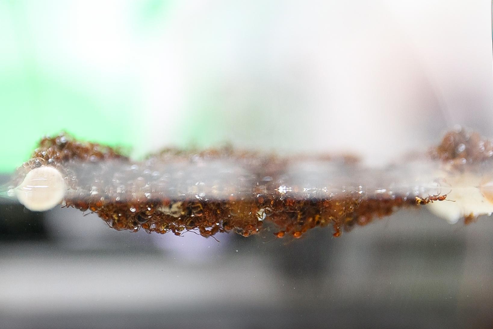 The fire ant colonies grasp each other with their mandibles and legs to form rafts on the water's surface.