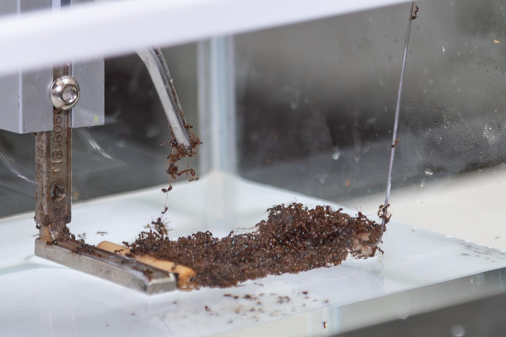 The research team at NTHU found that fire ant rafts do not become narrower or thinner when stretched.