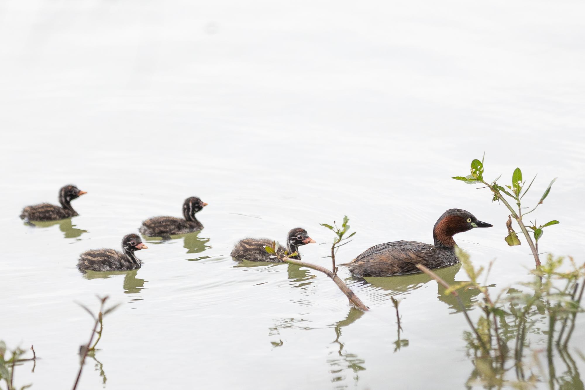 The 113th anniversary will feature a fundraising campaign for the Lake Success Eco Project.