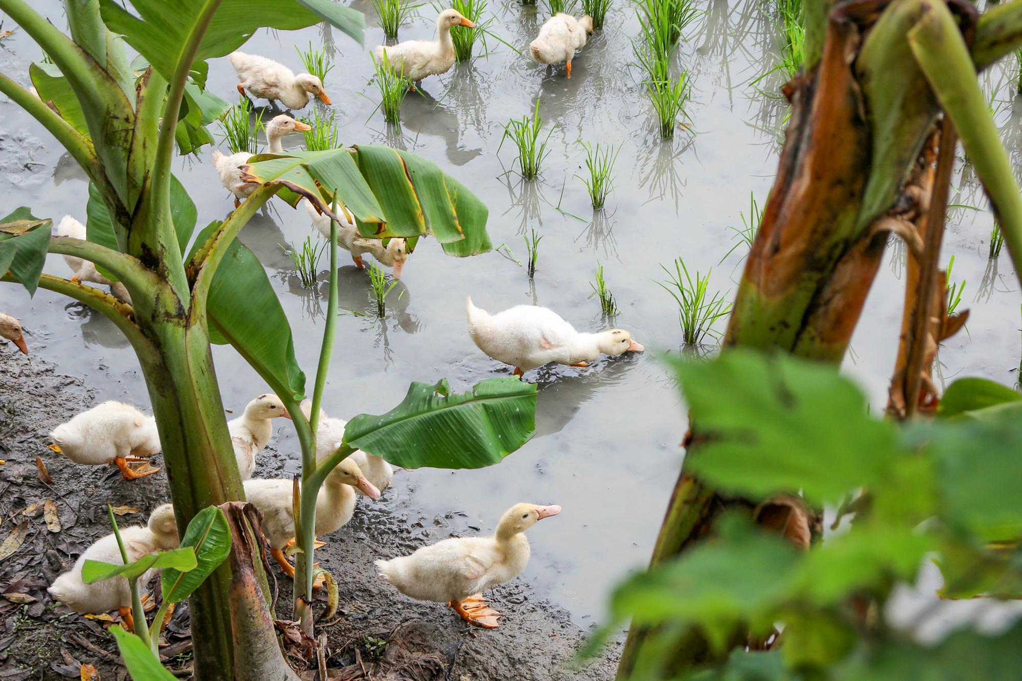 Ducks removing pests from a paddy field in Emei Township.