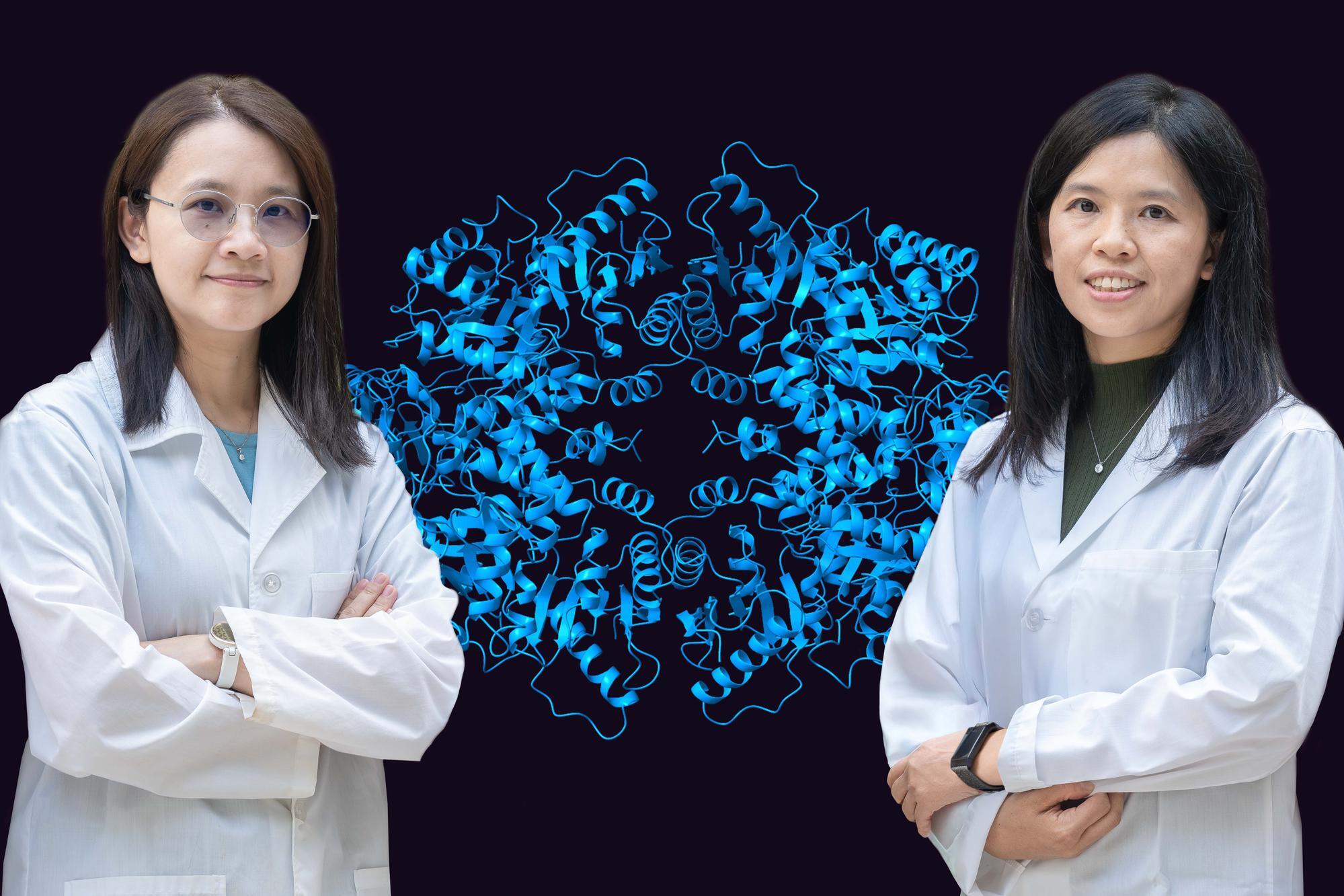 Lin (right) of NTHU's Institute of Biotechnology and Cheng (left) of the Institute of Bioinformatics and Structural Biology have identified the mechanism behind the proliferation of cancer cells.