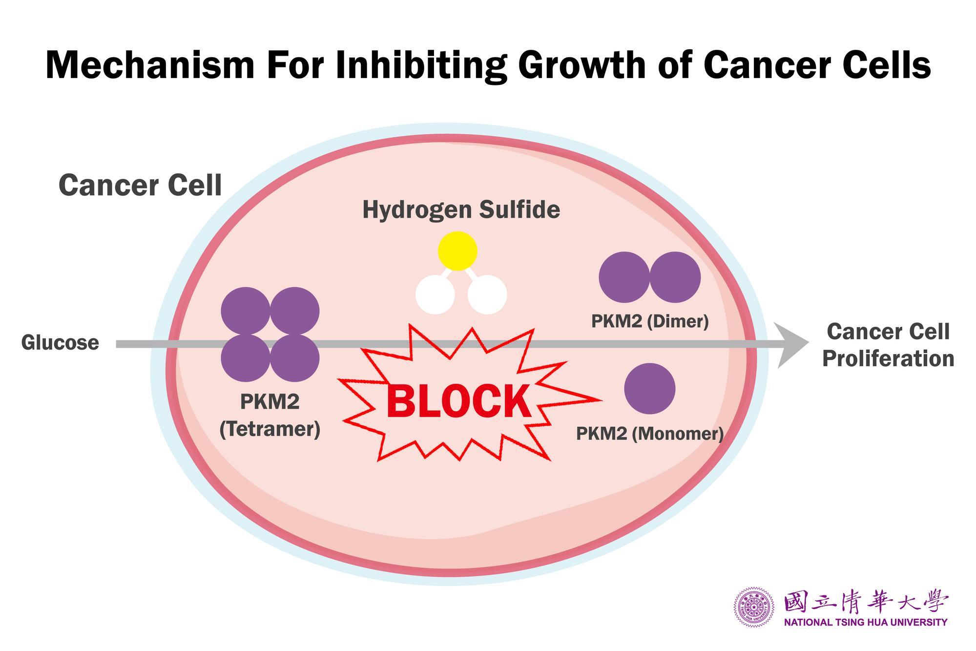 NTHU Researchers Unveil the Mystery of Cancer Cells' Sugar Addiction