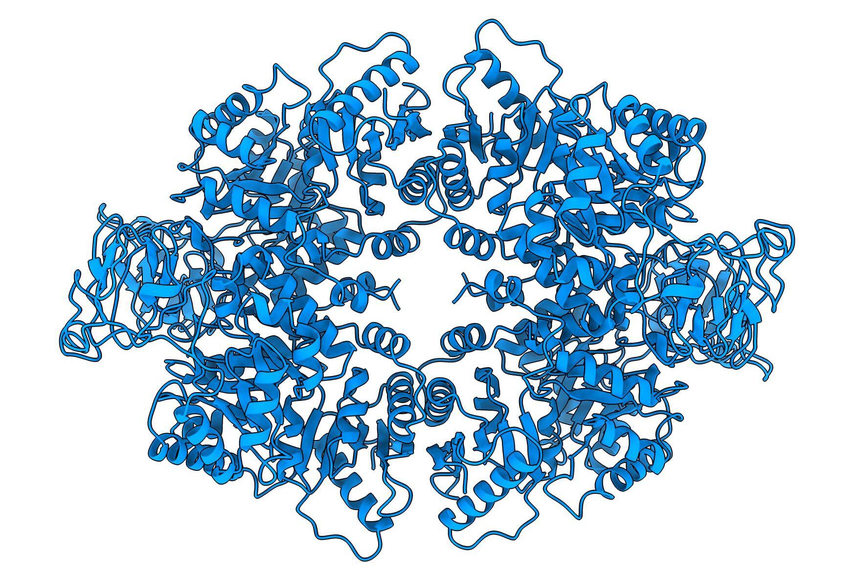 The tetramer structure of PKM2 before being affected by hydrogen sulfide.