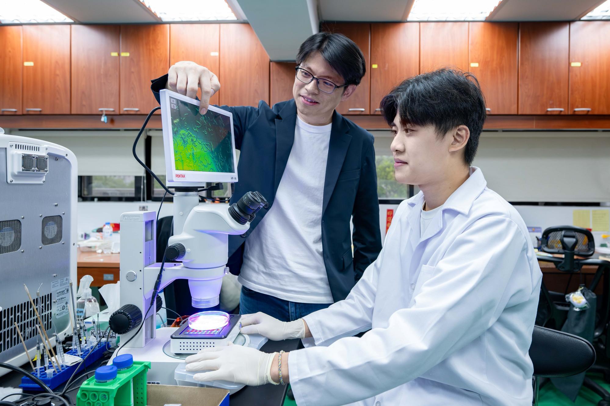 Lin (林玉俊) (left) of NTHU's Institute of Molecular Medicine guides master's student Neng-Jie Zeng (曾能杰) (right) to use light to control the immobilization of nematodes.