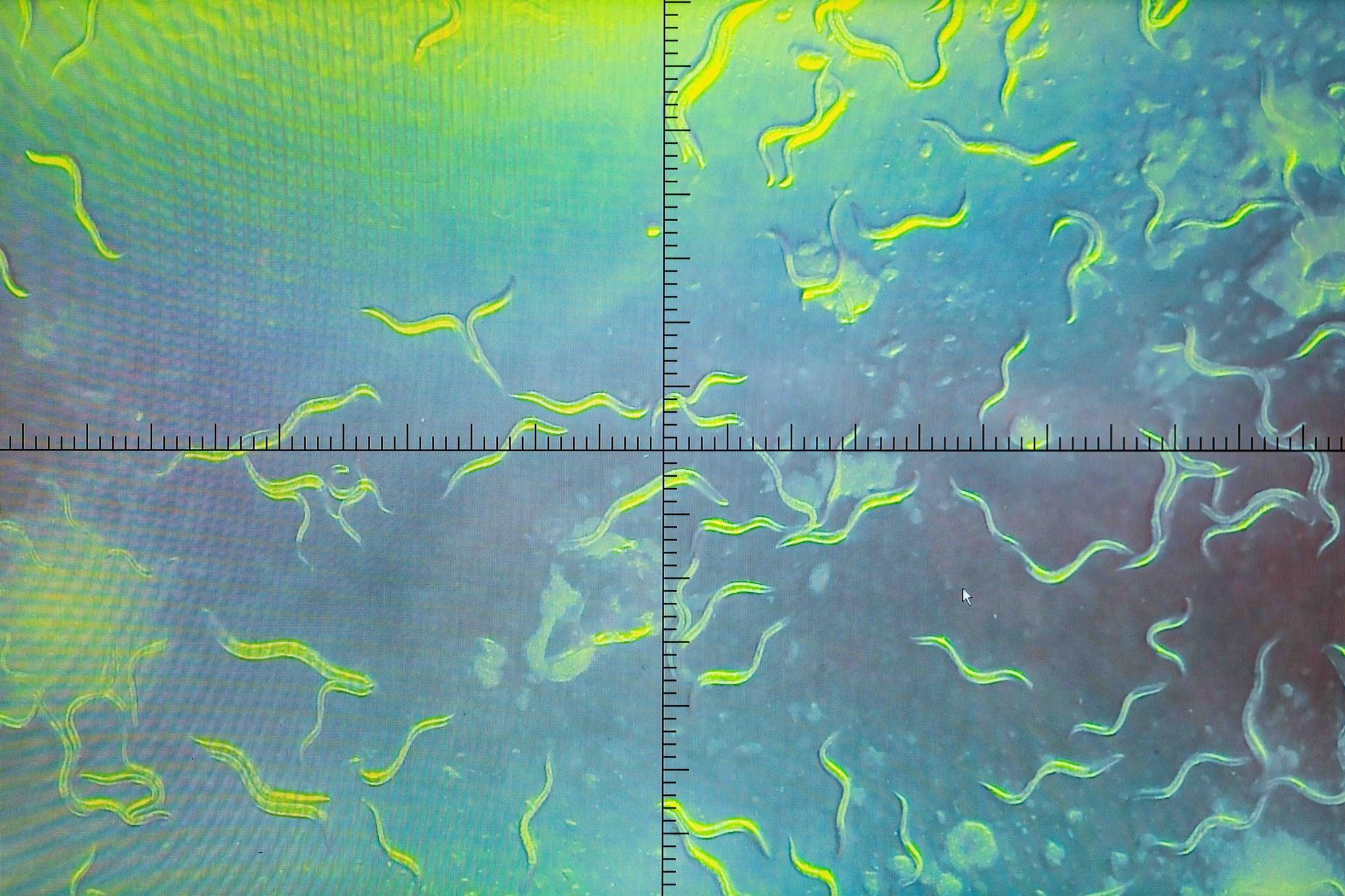 Under the microscope, nematodes become immobilized instantly under blue light illumination and start moving again when the light source is turned off.