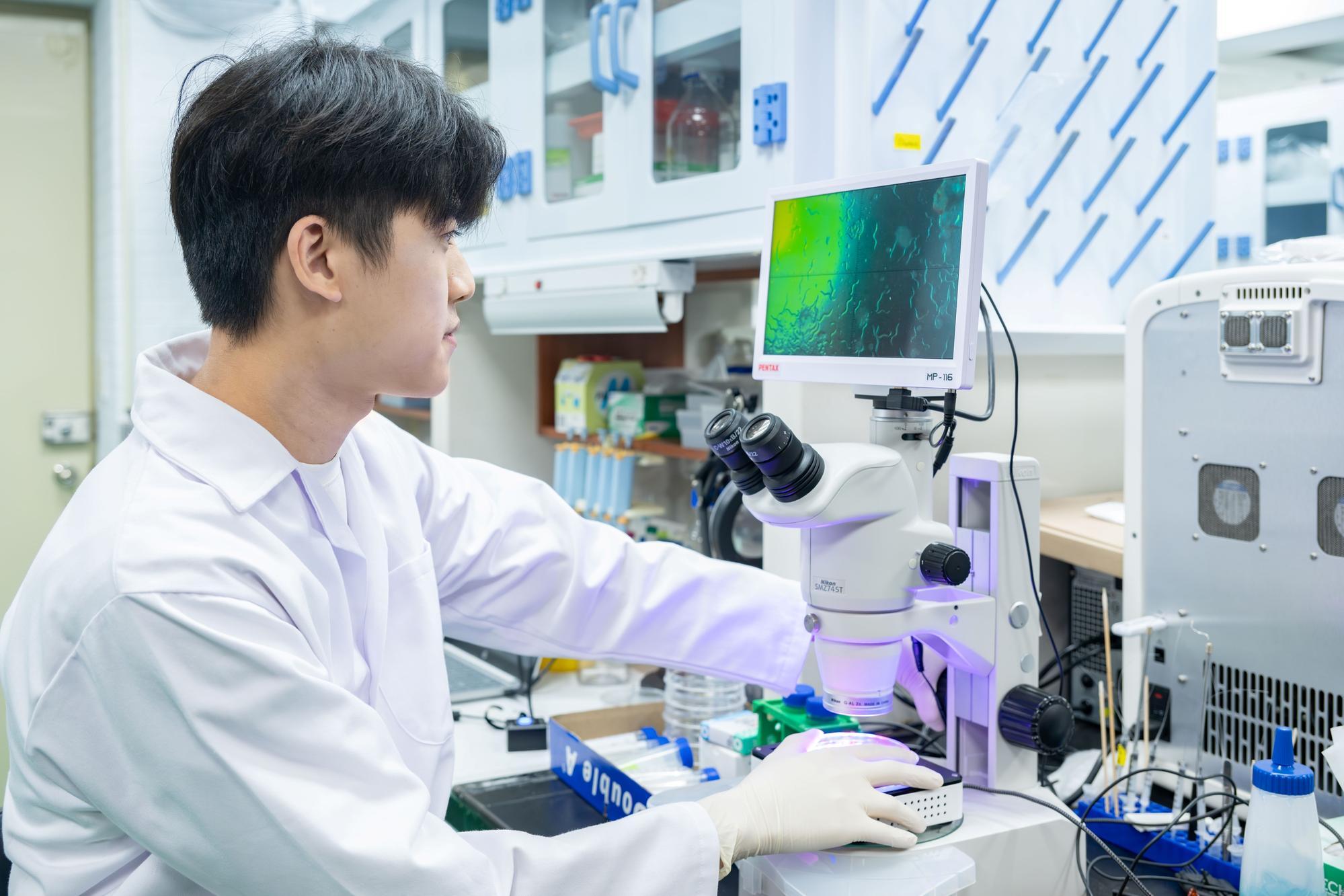 Master's student Neng-Jie Zeng (曾能杰) (left) from NTHU's Institute of Molecular Medicine uses a microscope to observe the immobilization of nematodes controlled by light.     