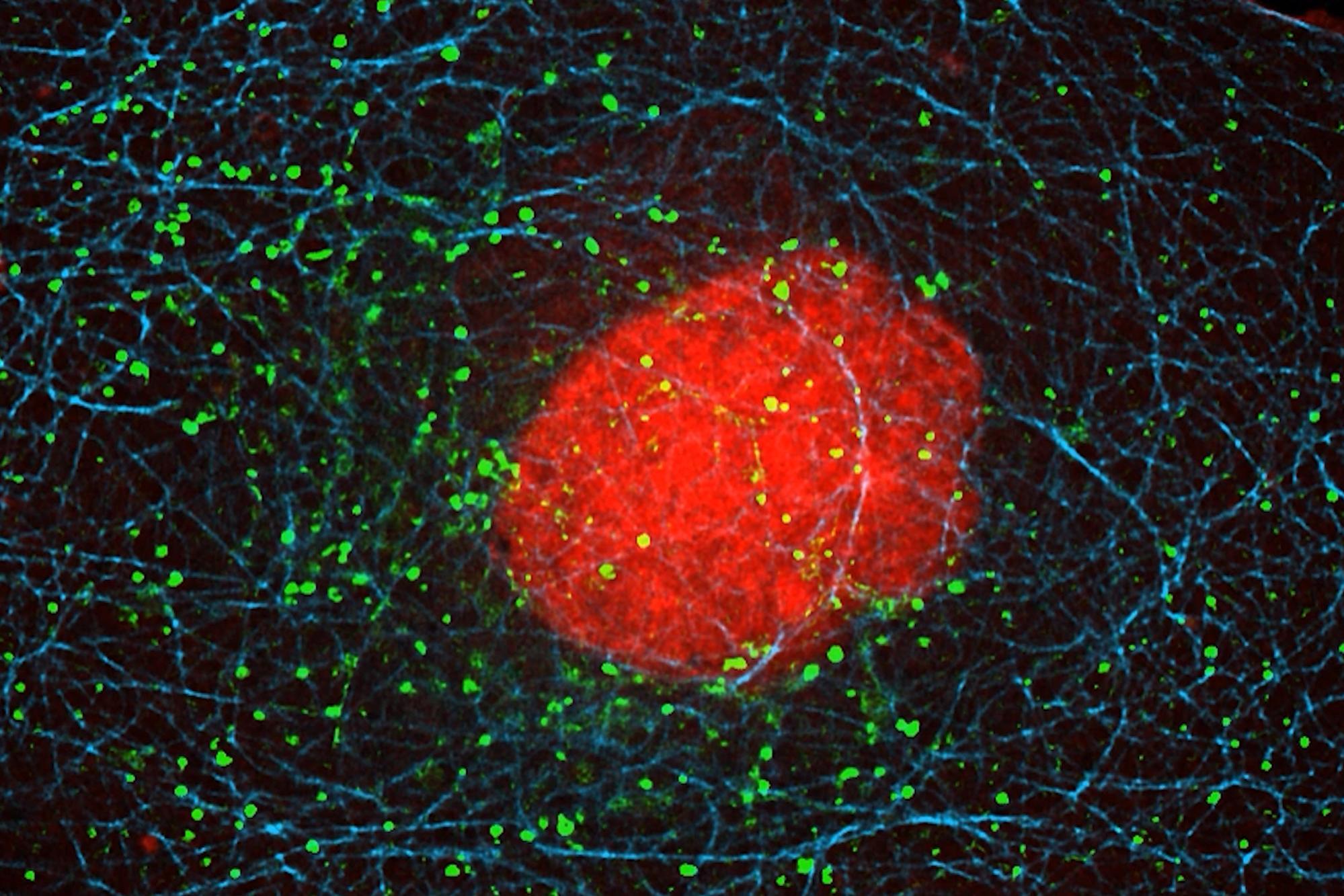 A microscopic image of a cell. The green transport vesicles move along the blue microtubules to deliver substances, while the central red object represents the cell nucleus.  