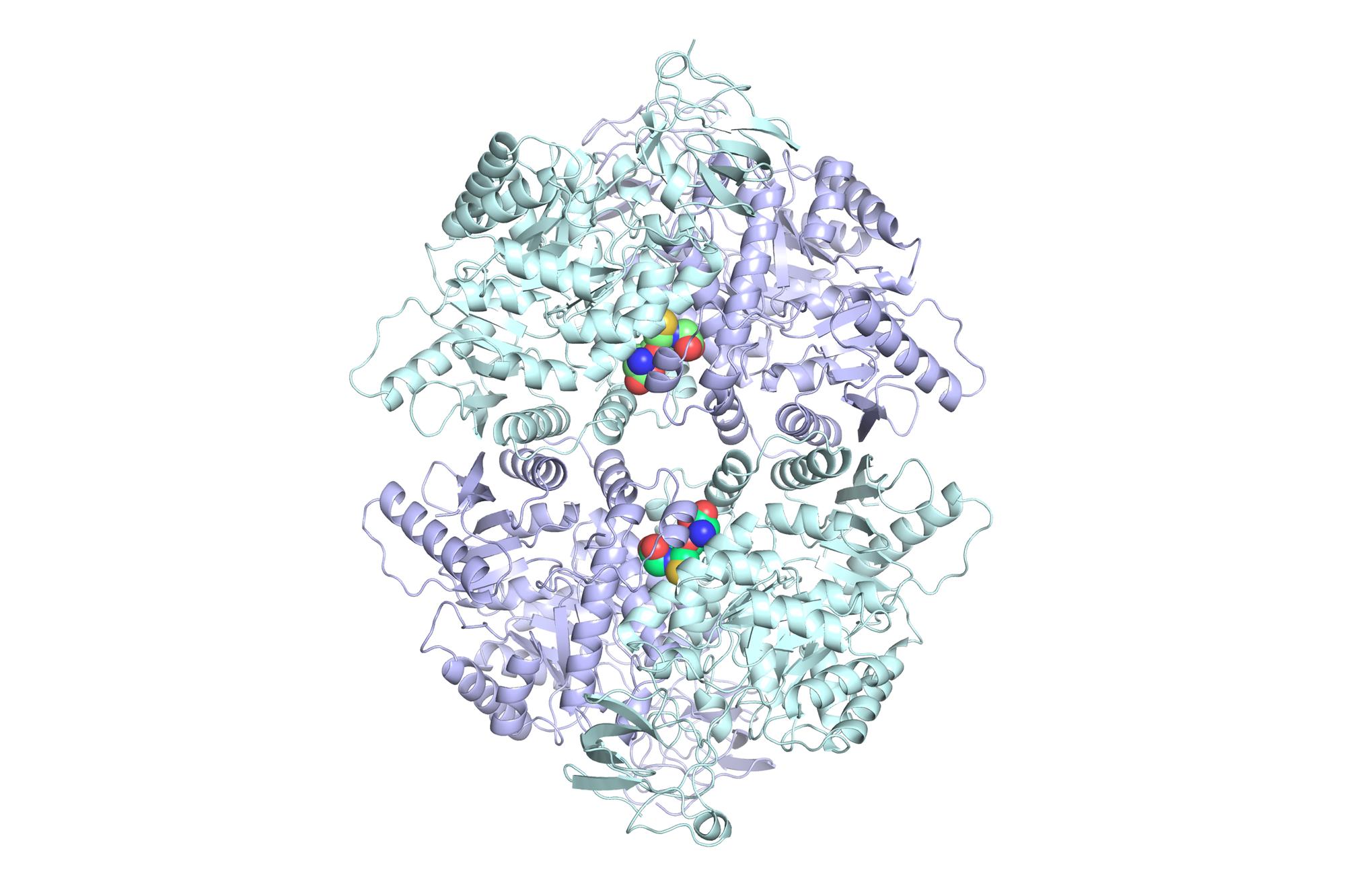 The binding of glutathione (GSH) to pyruvate kinase M2 (PKM2) stabilizes the enzyme in its most active tetrameric form.	