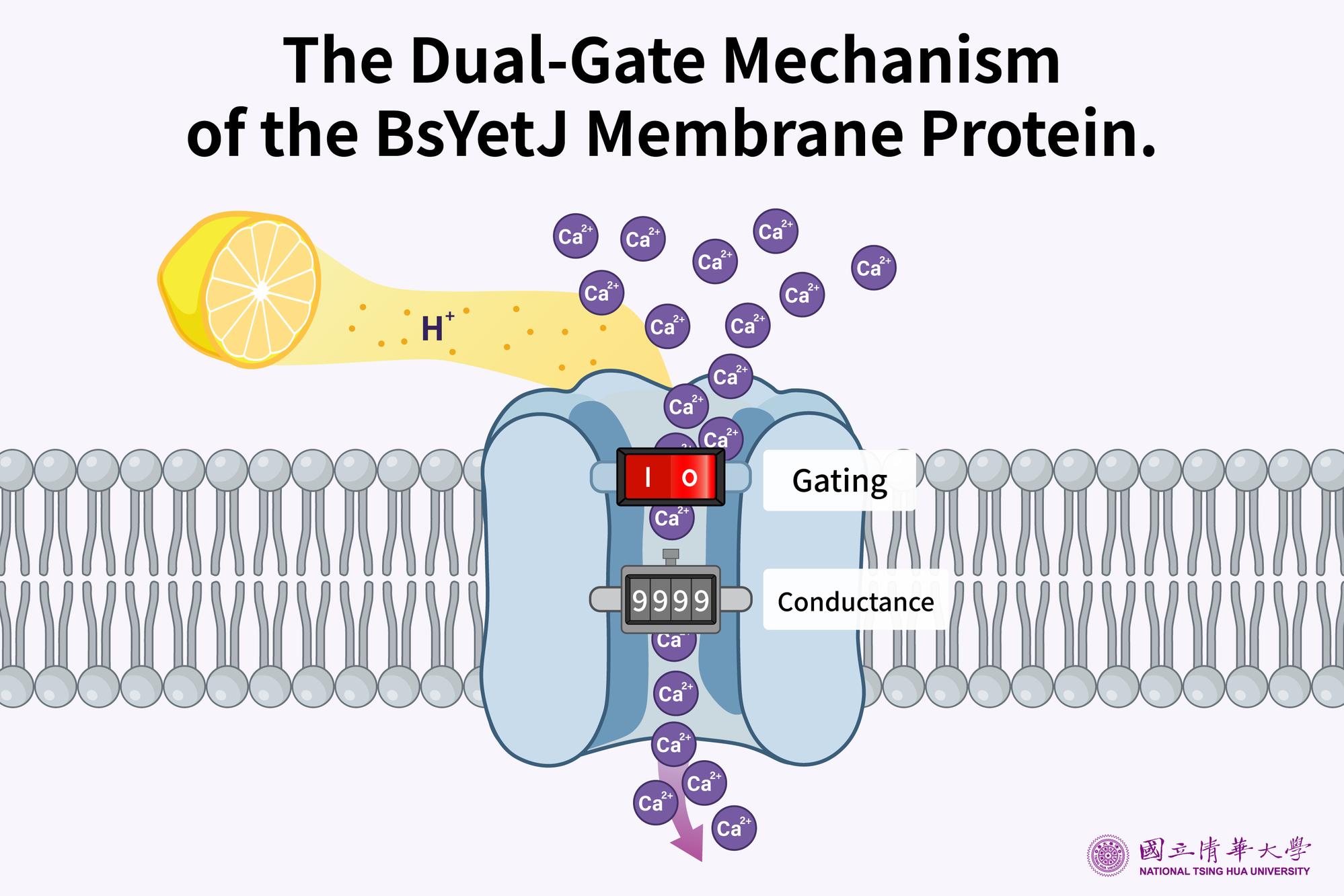 The dual-gate mechanism of the BsYetJ membrane protein.
