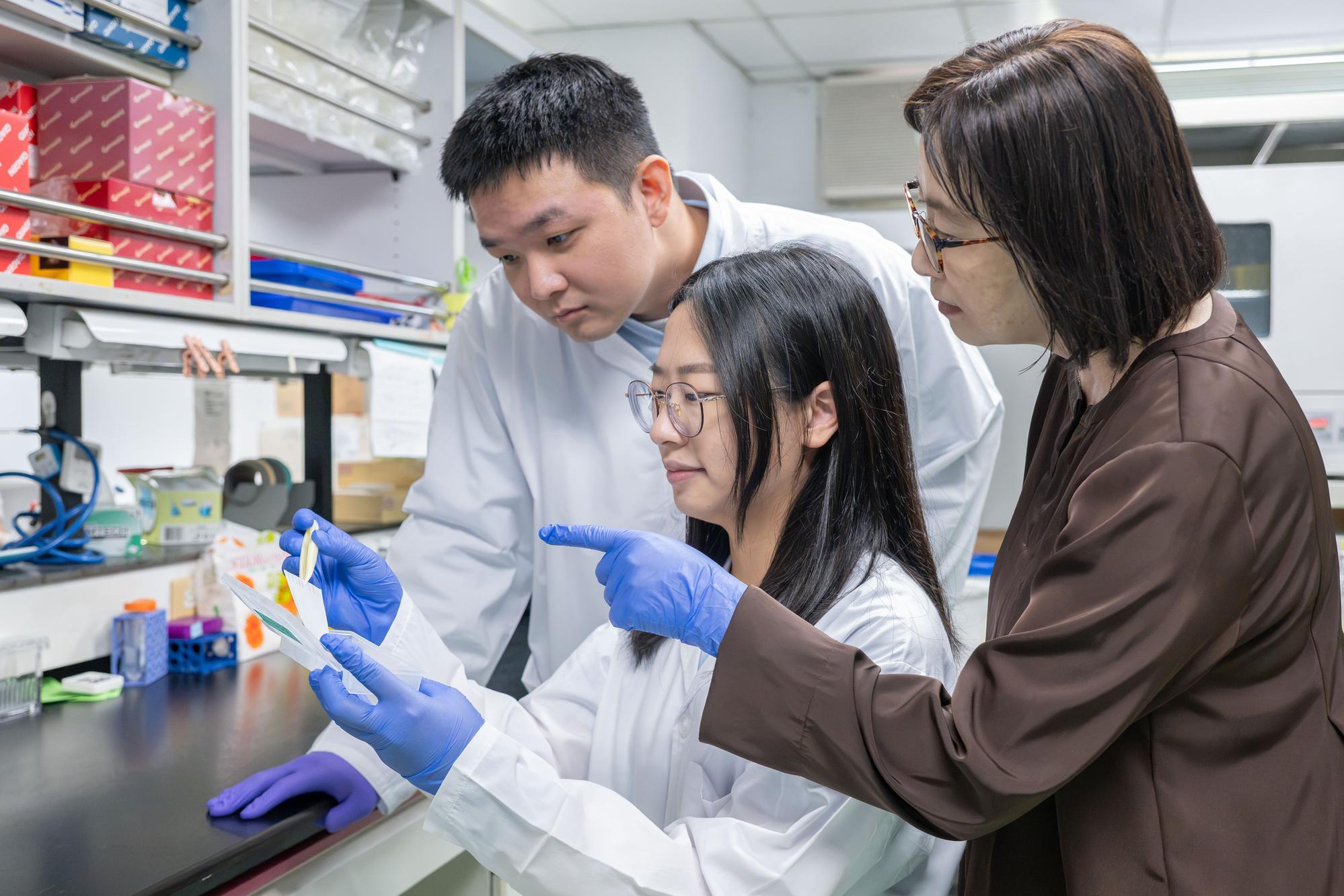 Professor Linyi Chen (right) and doctoral students Yi Wang (left) and Wen-Ling Liao (center) confirmed isorhoifolin's neural repair effects and identified its two mechanisms of action.