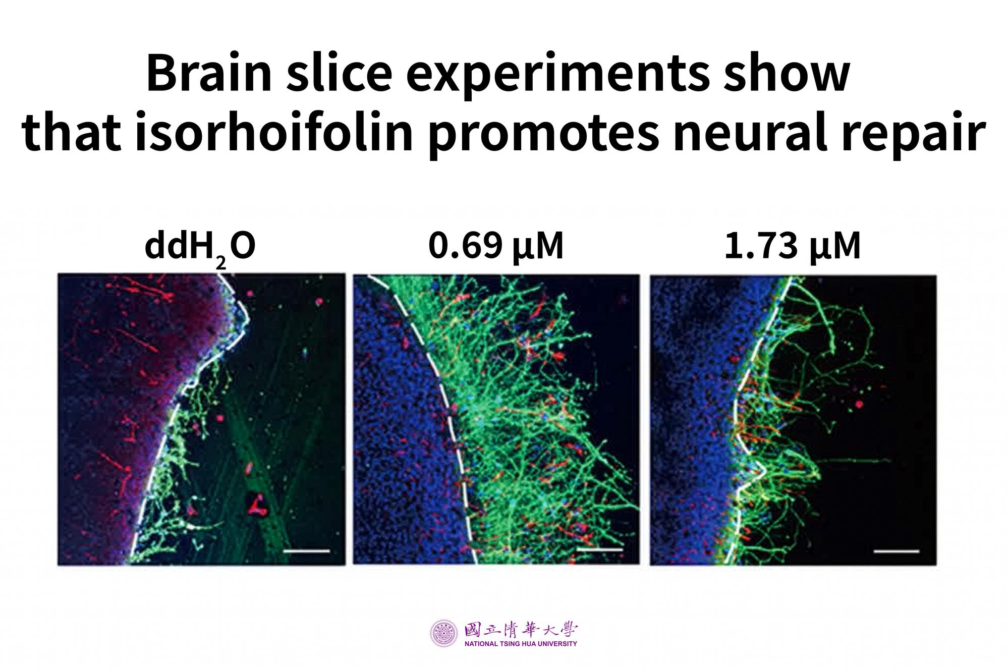 Brain slice experiments show greater regrowth of green-stained neurites at the injury boundary after isorhoifolin treatment (center and right), compared with the untreated control (left).