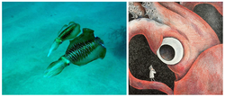 
A research team led by Prof. Chiao Chuan-chin of NTHU’s Institute of Systems Neuroscience has recently discovered the mystery surrounding the mechanism by which the oval squid quickly changes its appearance. Another research team also led by Chiao has discovered that despite having eyes the size of a basketball, the giant squid’s optical lobe is relatively small. (Illustration by Chen Yin-peng.)  