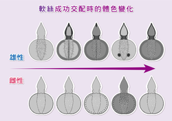 Changes in body color after mating.