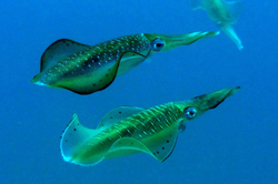 Male and female oval squids swimming in parallel.