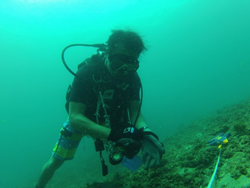 Lin using an underwater camera to film the oval squid.