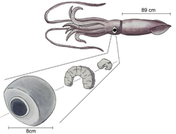 Despite having huge eyes, the giant squid’s optical lobe is relatively small. (Illustration by Chen Yin-peng.)