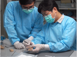 Prof. Chiu Hung-lin (right) examining one of the skull fossils of Tso-chen Man with Prof. Shao Ching-wang of the National Tainan University of the Arts.