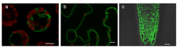 Vacuole phosphate transporter protein, in fluorescent green, fusing with protein in (a) Arabidopsis mesophyll cells (without the cell wall); (b) tobacco epidermal cells; and (c) the root of transgenic Arabidopsis (i.e., with a large number of vacuoles containing phosphate transporter).