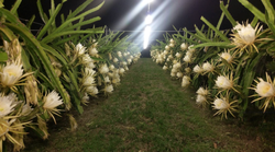 
A dragon fruit orchard at night.