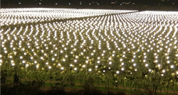 
A dragon fruit orchard at night photographed by a drone.