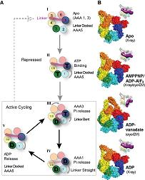  The structural change of dynein and the catalytic cycle of ATPases.