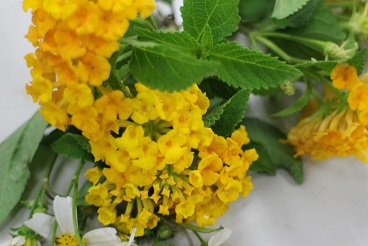 The main inspiration for this innovative research came from the Lantana camara (wild sage) commonly seen on the NTHU campus.